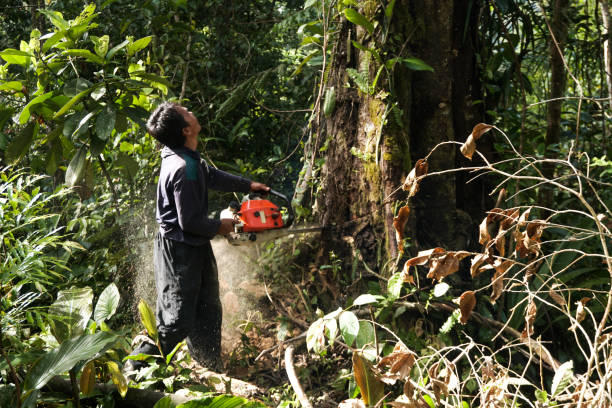 Best Storm Damage Tree Cleanup  in Washington, NC