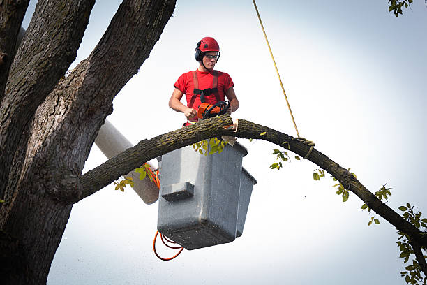 Reliable Washington, NC Tree Services Solutions